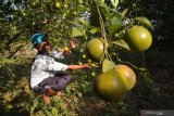 Petani memeriksa buah jeruk siap panen di Desa Penaguan, Pamekasan, Jawa Timur, Kamis (15/8/2019). Menjelang berakhirnya musim panen tahun ini harga jeruk di kawasan itu naik dari sebelumnya Rp8.000-Rp10.000 per kg menjadi Rp10.000-Rp12.000 per kg karena tingginya permintaan. Antara Jatim/Saiful Bahri/zk