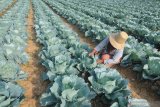 Petani mencari hama ulat yang memakan tanaman kubis di Desa Penaguan, Pamekasan, Jawa Timur, Kamis (15/8/2019). Petani kubis di daerah itu mengaku harus mengeluarkan biaya ekstra untuk membeli cairan pestisida untuk membasmi serangan hama ulat. Antara Jatim/Saiful Bahri/zk