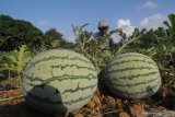 Petani memeriksa buah semangka siap panen di Desa Penaguan, Pamekasan, Jawa Timur, Kamis (15/8/2019). Petani semangka di daerah itu mengaku bobot buah tersebut menyusut dari seharusnya mencapai delapan kilogram-12 kg menjadi empat kilogram-enam kilogram per buah karena tingginya serangan penyakit seperti kutu daun. Antara Jatim/Saiful Bahri/zk