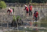 Petugas Dinas Kebersihan dan Ruang Terbuka Hijau (DKRTH) Kota Surabaya menanam bibit tanaman Mangrove di kawasan Gunung Anyar, Surabaya, Jawa Timur, Jumat (16/8/2019). Kegiatan dalam rangka menyambut HUT ke-74 Kemerdekaan Republik Indonesia tersebut melakukan penanaman sekitar 50.000 bibit tanaman Mangrove di kawasan pantai timur Surabaya untuk menekan tingkat polusi udara. Antara Jatim/Didik Suhartono/ZK