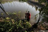 Petugas Dinas Kebersihan dan Ruang Terbuka Hijau (DKRTH) Kota Surabaya menanam bibit tanaman Mangrove di kawasan Gunung Anyar, Surabaya, Jawa Timur, Jumat (16/8/2019). Kegiatan dalam rangka menyambut HUT ke-74 Kemerdekaan Republik Indonesia tersebut melakukan penanaman sekitar 50.000 bibit tanaman Mangrove di kawasan pantai timur Surabaya untuk menekan tingkat polusi udara. Antara Jatim/Didik Suhartono/ZK