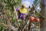 Seorang petani memanen tomat di Desa Cibogo, Lembang, Kabupaten Bandung Barat, Jawa Barat ,Jumat (16/8/2019). Petani menyatakan harga tomat saat ini turun hingga 80 persen atau hanya Rp 1.000 perkilogram dibandingkan musim panen sebelumnya yang mencapai Rp 8.000 perkilogram. ANTARA FOTO/Raisan Al Farisi/agr