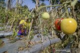 Seorang petani memanen tomat di Desa Cibogo, Lembang, Kabupaten Bandung Barat, Jawa Barat ,Jumat (16/8/2019). Petani menyatakan harga tomat saat ini turun hingga 80 persen atau hanya Rp 1.000 perkilogram dibandingkan musim panen sebelumnya yang mencapai Rp 8.000 perkilogram. ANTARA FOTO/Raisan Al Farisi/agr