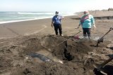 Seekor penyu belimbing membusuk di pantai selatan Kulon Progo