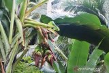 Viral, pohon pisang dengan empat jantung tumbuh subur