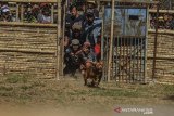 Seekor Anjing bertarung dengan seekor Bagong atau babi hutan pada Tradisi Adu Bagong atau seni ketangkasan anjing di Kampung Palasah, Kabupaten Majalengka, Jawa Barat, Minggu (18/8/2019). Tradisi Adu Bagong merupakan tradisi turun temurun atau seni budaya masyarakat sunda sebagai bentuk ritual sekaligus hiburan rakyat saat anjing pemburu membasmi babi hutan yang didapat, serta meningkatkan nilai jual anjing ternak dipasaran. ANTARA FOTO/Adeng Bustomi/agr