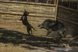 Seekor Anjing bertarung dengan seekor Bagong atau babi hutan pada Tradisi Adu Bagong atau seni ketangkasan anjing di Kampung Palasah, Kabupaten Majalengka, Jawa Barat, Minggu (18/8/2019). Tradisi Adu Bagong merupakan tradisi turun temurun atau seni budaya masyarakat sunda sebagai bentuk ritual sekaligus hiburan rakyat saat anjing pemburu membasmi babi hutan yang didapat, serta meningkatkan nilai jual anjing ternak dipasaran. ANTARA FOTO/Adeng Bustomi/agr