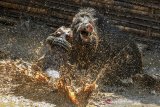 Seekor Anjing bertarung dengan seekor Bagong atau babi hutan pada Tradisi Adu Bagong atau seni ketangkasan anjing di Kampung Palasah, Kabupaten Majalengka, Jawa Barat, Minggu (18/8/2019). Tradisi Adu Bagong merupakan tradisi turun temurun atau seni budaya masyarakat sunda sebagai bentuk ritual sekaligus hiburan rakyat saat anjing pemburu membasmi babi hutan yang didapat, serta meningkatkan nilai jual anjing ternak dipasaran. ANTARA FOTO/Adeng Bustomi/agr