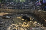 Seekor Anjing bertarung dengan seekor Bagong atau babi hutan pada Tradisi Adu Bagong atau seni ketangkasan anjing di Kampung Palasah, Kabupaten Majalengka, Jawa Barat, Minggu (18/8/2019). Tradisi Adu Bagong merupakan tradisi turun temurun atau seni budaya masyarakat sunda sebagai bentuk ritual sekaligus hiburan rakyat saat anjing pemburu membasmi babi hutan yang didapat, serta meningkatkan nilai jual anjing ternak dipasaran. ANTARA FOTO/Adeng Bustomi/agr