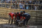 Seekor Anjing bertarung dengan seekor Bagong atau babi hutan pada Tradisi Adu Bagong atau seni ketangkasan anjing di Kampung Palasah, Kabupaten Majalengka, Jawa Barat, Minggu (18/8/2019). Tradisi Adu Bagong merupakan tradisi turun temurun atau seni budaya masyarakat sunda sebagai bentuk ritual sekaligus hiburan rakyat saat anjing pemburu membasmi babi hutan yang didapat, serta meningkatkan nilai jual anjing ternak dipasaran. ANTARA FOTO/Adeng Bustomi/agr