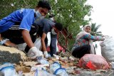 Sejumlah mahasiswa yang tergabung dalam Gerakan Peduli Lingkungan (GPL) Meulaboh membersihkan sampah di Kawasan Objek Wisata Pantai Desa Lhok Bubon, Samatiga, Aceh Barat, Aceh, Minggu (18/8/2019). Aksi pembersihan sampah yang diikuti puluhan mahasiswa tersebut dalam rangka memperingati HUT ke-74 Kemerdekaan Republik Indonesia dengan mengusung tema 