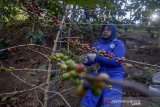 Petani memanen kopi arabika di kaki Gunung Manglayang, Kabupaten Bandung, Jawa Barat, Senin (19/8/2019). Kementerian Pertanian menargetkan peningkatan produksi biji kopi tahun ini sebesar 2,1 hingga 3 ton per hektare dibandingkan dengan saat ini yang baru mencapai 0,6-0,7 ton per hektare atau sekitar 775 kilogram per hektare. ANTARA FOTO/Raisan Al Farisi/agr