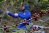 Petani memanen kopi arabika di kaki Gunung Manglayang, Kabupaten Bandung, Jawa Barat, Senin (19/8/2019). Kementerian Pertanian menargetkan peningkatan produksi biji kopi tahun ini sebesar 2,1 hingga 3 ton per hektare dibandingkan dengan saat ini yang baru mencapai 0,6-0,7 ton per hektare atau sekitar 775 kilogram per hektare. ANTARA FOTO/Raisan Al Farisi/agr