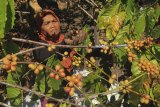 Petani memanen biji kopi arabika di desa Cibeureum, Kec. Cilimus, Kuningan, Jawa Barat, Selasa (20/8/2019). Menurut petani, saat memasuki musim panen, harga kopi di daerah tersebut mengalami penurunan dari harga Rp30 ribu per kilogram menjadi Rp20 ribu perkilogram. ANTARA FOTO/Dedhez Anggara/agr
