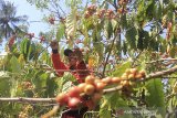 Petani memanen biji kopi arabika di desa Cibeureum, Kec. Cilimus, Kuningan, Jawa Barat, Selasa (20/8/2019). Menurut petani, saat memasuki musim panen, harga kopi di daerah tersebut mengalami penurunan dari harga Rp30 ribu per kilogram menjadi Rp20 ribu perkilogram. ANTARA FOTO/Dedhez Anggara/agr