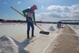 600 hektare luas tambak garam di Desa Nunkurus