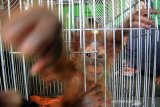 Seekor bayi Orangutan Sumatera (Pongo abelii) berada di dalam kandang setelah proses penyerahan di Desa Teladan Jaya, Kecamatan Babahrot, Aceh Barat Daya, Aceh, Senin (19/8/2019). Bayi Orangutan Sumatera jantan yang berusia sekitar lima bulan tersebut diserahkan pemiliknya secara sukarela kepada BKSDA Aceh dan Yayasan Ekosistem Lestari (YEL) untuk dilepasliarkan ke habitatnya. Antara Aceh/Syifa Yulinnas.