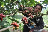 Petani memanen biji kopi robusta di Dusun Sumberarum, Desa Sambirejo, Kecamatan Wonosalam, Kabupaten Jombang, Jawa Timur, Senin (19/8/2019). Kalangan petani kopi di Wonosalam, Kabupaten Jombang, mengeluhkan harga biji kopi selalu turun saat memasuki musim panen raya. Saat ini biji kopi robusta kering siap giling dijual Rp23 ribu per kilogram ke tengkulak dari sebelumnya Rp35 ribu per kg. Antara Jatim/Syaiful Arif/zk