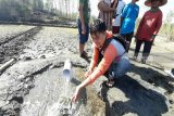 Kandungan bakteri e-coli di air sumur Yogyakarta tergolong tinggi