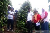 BBPPTP Surabaya tinjau kebun Lada Matompi Luwu Timur