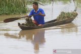 Petani mengangkut padi yang dipanen dari area persawahan Desa Meureuboe, Kecamatan Meureuboe, Aceh Barat, Aceh, Rabu (21/8/2019). Tingginya intensitas hujan yang terjadi sejak dua hari terakhir mengakibatkan 20 hektare tanaman padi siap panen di kawasan itu terendam banjir. Antara Aceh/Syifa Yulinnas.