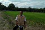 Puluhan hektare sawah  di Mamuju di landa Kekeringan