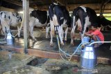 Peternak memerah susu sapi di desa Cisantana, Cigugur, Kuningan, Jawa Barat, Jumat (23/8/2019). Kementerian Pertanian menyatakan produksi susu sapi nasional meningkat dari 1,4 juta ton menjadi 1,6 juta ton. ANTARA JABAR/Dedhez Anggara/agr