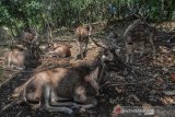 Sejumlah Kijang (Muntiacus muntjak) berkeliaran di Cagar Alam Pangandaran, Jawa Barat, Sabtu (24/8/2019). Taman Wisata dan Cagar Alam Pangandaran merupakan kawasan hutan yang dilindungi dengan luas lahan 530 hektare dan terdapat hewan dilindungi seperti Kera Ekor Panjang, Lutung, Kijang, Kalong, Burung Kangkareng, Landak Jawa dan Tando untuk menarik wisatawan. ANTARA JABAR/Adeng Bustomi/agr