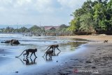 Sejumlah Monyet Ekor Panjang (Macaca fascicularis) melintas dimuara Cagar Alam Pangandaran, Jawa Barat, Sabtu (24/8/2019). Taman Wisata dan Cagar Alam Pangandaran merupakan kawasan hutan yang dilindungi dengan luas lahan 530 hektare dan terdapat hewan dilindungi seperti Kera Ekor Panjang, Lutung, Kijang, Kalong, Burung Kangkareng, Landak Jawa dan Tando untuk menarik wisatawan. ANTARA JABAR/Adeng Bustomi/agr