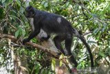 Seekor Lutung (Trcyphithecus auratus) bertengger dipohon Cagar Alam Pangandaran, Jawa Barat, Sabtu (24/8/2019). Taman Wisata dan Cagar Alam Pangandaran merupakan kawasan hutan yang dilindungi dengan luas lahan 530 hektare dan terdapat hewan dilindungi seperti Kera Ekor Panjang, Lutung, Kijang, Kalong, Burung Kangkareng, Landak Jawa dan Tando untuk menarik wisatawan. ANTARA JABAR/Adeng Bustomi/agr