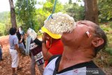 Pewarta bersama karyawan LKBN Antara Biro Kalsel mengikuti lomba makan kerupuk di Taman Hutan Raya Mandiangin, Kabupaten Banjar, Kalimantan Selatan, Sabtu (24/8/2019).LKBN Antara Biro Kalsel mengadakan sejumlah perlombaan, doorprize dan makan bersama serta menanam pohon antar staf untuk memeriahkan HUT ke-74 Republik Indonesia.Foto Antaranews Kalsel/Bayu Pratama S.