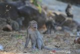 Sejumlah kera Ekor Panjang (Macaca fascicularis) menunggu makanan dari pengguna jalan di desa Cibeureum, Cilimus, Kuningan, Jawa Barat, Sabtu (24/8/2019). Populasi kera ekor panjang di sekitar desa tersebut meningkat hingga ribuan ekor sehingga keberadaanya dianggap petani sebagai hama yang kerap merusak tanaman kopi, cengkeh dan palawija. ANTARA JABAR/Dedhez Anggara/agr