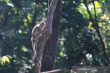 Sejumlah kera Ekor Panjang (Macaca fascicularis) menunggu makanan dari pengguna jalan di desa Cibeureum, Cilimus, Kuningan, Jawa Barat, Sabtu (24/8/2019). Populasi kera ekor panjang di sekitar desa tersebut meningkat hingga ribuan ekor sehingga keberadaanya dianggap petani sebagai hama yang kerap merusak tanaman kopi, cengkeh dan palawija. ANTARA JABAR/Dedhez Anggara/agr