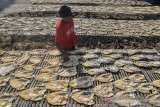 Perajin menjemur ikan asin jambal roti di Lapang Katapang Doyong, Kabupaten Pangandaran, Jawa Barat, Sabtu (24/8/2019). Perajin mampu memproduksi ikan asin jambal roti sebanyak satu kuintal dengan harga Rp 100 ribu hingga Rp 150 ribu per kilogram yang dipasarkan keberbagai daerah di Jawa Tengah dan Jabar. ANTARA JABAR/Adeng Bustomi/agr