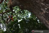 Peserta mengikuti uji kompetensi pencarian dan pertolongan materi HART (High Angle Rescue Tehnique) Ascendmechanical System di lapangan Pemda Jombang, Jawa Timur, Sabtu (24/8/2019). Uji kompetensi bagi potensi Search and Rescue yang digelar Badan Nasional Pencarian dan Pertolongan (Basarnas) Jatim itu untuk menyiapkan potensi pencarian dan pertolongan yang siap memiliki kompetensi yang sesuai standar yang ditentuka guna mendukung operasi pencarian dan pertolongan tersebut diikuti sebanyak 100 peserta potensi SAR. Antara Jatim/Syaiful Arif/zk.