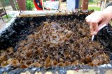 Petugas menunjukkan madu kelulut di tempat budidaya madu kalulut di Taman Hutan Raya Mandiangin, Kabupaten Banjar, Kalimantan Selatan, Minggu (25/8/2019).Taman hutan raya (Tahura) Mandiangan menawarkan berbagai macam wisata alam seperti pemandangan indah, budidaya madu kalulut,flora dan fauna, dan lokasi swafoto.Foto Antaranews Kalsel/Bayu Pratama S.