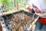 Pengunjung menikmati madu kelulut langsung di tempat budidaya madu kalulut di Taman Hutan Raya Mandiangin, Kabupaten Banjar, Kalimantan Selatan, Minggu (25/8/2019).Taman hutan raya (Tahura) Mandiangan menawarkan berbagai macam wisata alam seperti pemandangan indah, budidaya madu kalulut,flora dan fauna, dan lokasi swafoto.Foto Antaranews Kalsel/Bayu Pratama S.