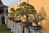 Pengunjung mengamati bonsai yang dipamerkan di depan Pendapa Kabupaten Ponorogo, Jawa Timur, Minggu (25/8/2019). Pameran bonsai dalam rangka perayaan Grebeg Suro dan Peringatan Hari Jadi ke-523 diikuti ratusan kolektor bonsai dari sejumlah daerah di Jawa Timur dan Jawa Tengah tersebut berlangsung hingga 31 Agustus 2019. Antara Jatim/Siswowidodo/zk