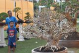 Pengunjung mengamati bonsai yang dipamerkan di depan Pendapa Kabupaten Ponorogo, Jawa Timur, Minggu (25/8/2019). Pameran bonsai dalam rangka perayaan Grebeg Suro dan Peringatan Hari Jadi ke-523 diikuti ratusan kolektor bonsai dari sejumlah daerah di Jawa Timur dan Jawa Tengah tersebut berlangsung hingga 31 Agustus 2019. Antara Jatim/Siswowidodo/zk