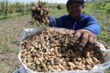 Buruh tani memasukan kacang tanah ke dalam karung saat panen di area persawahan Desa Tugurejo, Kediri, Jawa Timur, Minggu (25/8/2019). Petani mengaku kacang tanah menjadi tanaman andalan saat musim kemarau karena tidak membutuhkan banyak air dan hasil panen berkualitas baik akibat minimnya serangan jamur. Antara Jatim/Prasetia Fauzani/zk