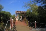 Pengunjung menikmati suasana ekowisata mangrove Karangsong, Indramayu, Jawa Barat, Selasa (27/8/2019). Pertamina RU VI Balongan terus mengembangkan kawasan ekowisata mangrove Karangsong dengan membuat arboretum mangrove, pembuatan olahan mangrove dan kurikulum mangrove untuk Sekolah Dasar di kasawan pesisir Indramayu. ANTARA JABAR/Dedhez Anggara/agr