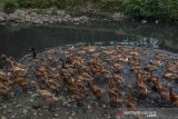 Seorang warga mengembala bebek di Sungai Cisaruni yang diduga tercemar limbah di Kampung Sukarame, Kabupaten Tasikmalaya, Jawa Barat, Rabu (28/8/2019). Kondisi air aliran Sungai Cisaruni yang bermuara ke Sungai Ciwulan tersebut berubah warna dan mengeluarkan bau yang diduga akibat limbah industri sehingga menganggu aktivitas warga di sekitar sungai tersebut. ANTARA JABAR/Adeng Bustomi/agr