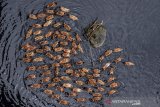 Seorang warga mengembala bebek di Sungai Cisaruni yang diduga tercemar limbah di Kampung Sukarame, Kabupaten Tasikmalaya, Jawa Barat, Rabu (28/8/2019). Kondisi air aliran Sungai Cisaruni yang bermuara ke Sungai Ciwulan tersebut berubah warna dan mengeluarkan bau yang diduga akibat limbah industri sehingga menganggu aktivitas warga di sekitar sungai tersebut. ANTARA JABAR/Adeng Bustomi/agr