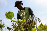 Petani memanen kacang hijau di kawasan desa Kajeksan, Tulangan, Sidoarjo, Jawa Timur, Rabu (28/8/2019). Kementrian Pertanian (Kementan) melalui Direktorat Jenderal Tanaman Pangan terus berupaya meningkatkan ekspor komoditas tanaman pangan, terutama kacang hijau yang merupakan komoditas andalan pada tahun 2019 (data BPS Januari  Juni) ekspor kacang hijau segar tujuan Jepang, Hongkong, Cina, Taiwan, Vietnam, Singapura, Philipina dan Timor Leste sebanyak 3.400 ton dengan nilai Rp42 miliar. Antara Jatim/Umarul Faruq/zk