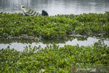 Warga mencari ikan di antara tanaman Eceng pada permukaan Sungai Citarum di kawasan Cihampelas, Kabupaten Bandung Barat, Jawa Barat, Kamis (29/8/2019). Sekitar 120 meter kubik keberadaan tanaman eceng yang bercampur dengan sampah plastik dan limbah rumah tangga terus diangkut perharinya dari aliran Sungai Citarum karena dianggap menjadi salah satu penyebab pendangkalan dan merusak kualitas air sungai Citarum tersebut. ANTARA JABAR/Novrian Arbi/agr