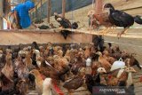 Seorang warga memberikan pakan ternak ayam kampung di Kawasan Rumah Pangan Lestari (KRPL) Desa Kubu, Kecamatan Arongan Lam Balek, Aceh Barat, Aceh, Sabtu (31/8/2019). Pemerintah Kabupaten Aceh Barat melalui Dinas Pangan menyalurkan 9.450 ekor ayam kampung kepada tujuh kelompok di tujuh Kecamatan untuk meningkatkan produksi ternak dalam rangka mempercepat penganekaragaman pangan dan memperkuat ekonomi masyarakat. Antara Aceh/Syifa Yulinnas.