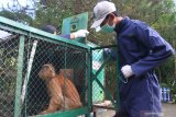 Relawan memindahkan lutung jawa (Trachipitecus auratus) ke kandang angkut untuk dilepas liarkan di Javan Langur Centre.Coban Talun, Batu, Jawa Timur, Sabtu (31/8/2019). Sebanyak enam ekor lutung jawa yang telah menjalani proses rehabilitasi, sosialisasi serta tes kesehatan tersebut dilepas liarkan di kawasan hutan lindung Gunung Biru dengan dibagi menjadi tiga kelompok. Antara Jatim/Ari Bowo Sucipto/zk.