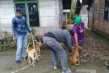 Rejang Lebong Bengkulu kekurangan ribuan dosis vaksin rabies