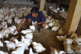 Pedagang memilih ayam potong hidup untuk dijual ke pasar di sentra pemasok ayam potong di Malang, Jawa Timur, Selasa (3/9/2019). Pedagang ayam setempat mengeluhkan menipisnya keuntungan akibat anjloknya harga ayam potong hidup dari Rp19.000 menjadi 13.500 rupiah dalam tiga hari terakhir. Antara Jatim/Ari Bowo Sucipto/zk.