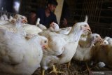 Pedagang memilih ayam potong hidup untuk dijual ke pasar di sentra pemasok ayam potong di Malang, Jawa Timur, Selasa (3/9/2019). Pedagang ayam setempat mengeluhkan menipisnya keuntungan akibat anjloknya harga ayam potong hidup dari Rp19.000 menjadi 13.500 rupiah dalam tiga hari terakhir.  Antara Jatim/Ari Bowo Sucipto/zk.